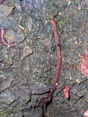 Eisenia