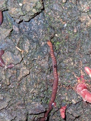 Eisenia