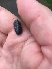 Armadillidium depressum