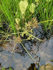 Cyperus difformis