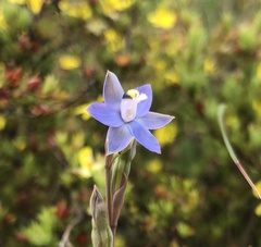 Thelymitra pauciflora