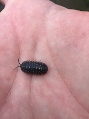 Armadillidium depressum