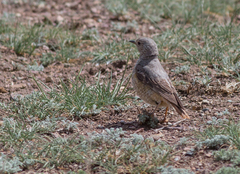 Monticola saxatilis