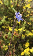 Thelymitra pauciflora