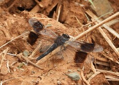 Brachythemis leucosticta