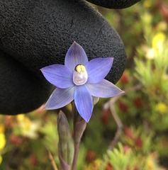 Thelymitra pauciflora