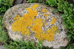 Xanthoria
