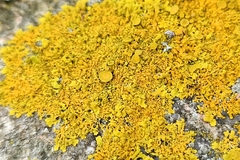 Xanthoria