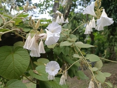 Tridynamia megalantha