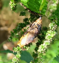 Nymphalini
