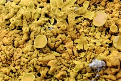 Xanthoria