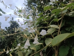 Tridynamia megalantha