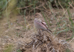 Bucanetes mongolicus