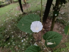 Tridynamia megalantha