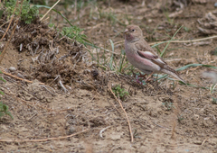 Bucanetes mongolicus