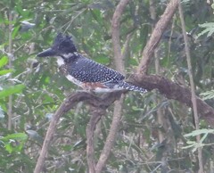 Megaceryle maxima maxima