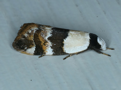 Euphiltra eroticella