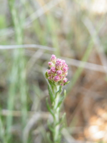 Image of Helichrysum rugulosum by (c) Antoinette Eyssell Knox, some rights reserved (CC BY-SA)