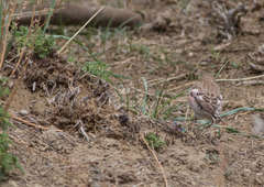 Bucanetes mongolicus