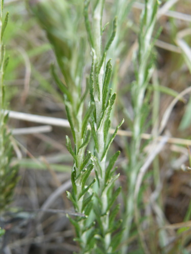 Image of Helichrysum rugulosum by (c) Antoinette Eyssell Knox, some rights reserved (CC BY-SA)