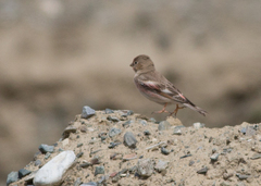 Bucanetes mongolicus