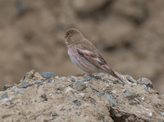 Bucanetes mongolicus