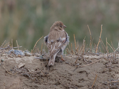 Bucanetes mongolicus