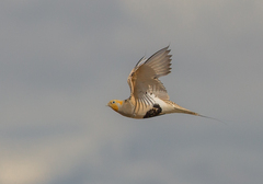 Syrrhaptes paradoxus