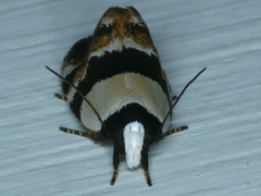 Euphiltra eroticella