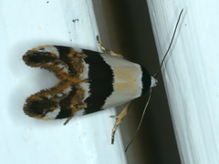 Euphiltra eroticella