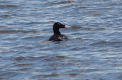 Melanitta stejnegeri