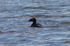 Melanitta stejnegeri