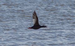 Melanitta stejnegeri