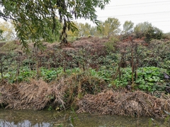 Heracleum mantegazzianum
