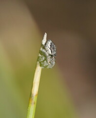 Maratus