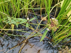 Melochia corchorifolia