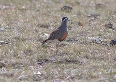 Charadrius morinellus