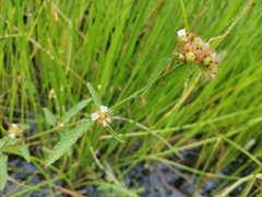 Melochia corchorifolia