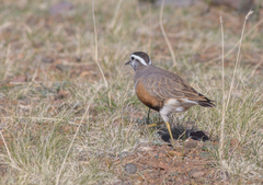 Charadrius morinellus