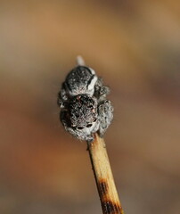 Maratus