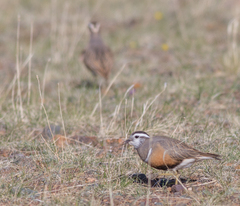 Charadrius morinellus