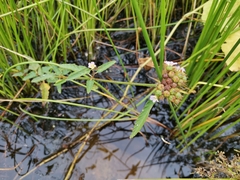 Melochia corchorifolia