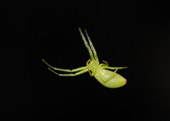Cetratus