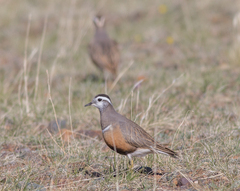 Charadrius morinellus