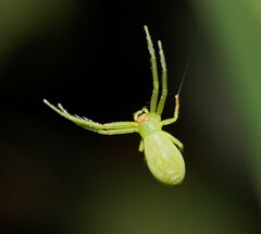 Cetratus