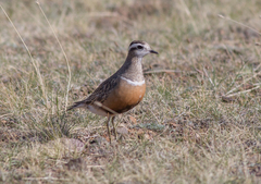 Charadrius morinellus