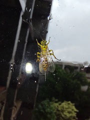 Xanthopimpla rhopaloceros