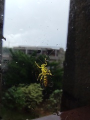 Xanthopimpla rhopaloceros