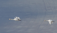 Cygnus columbianus bewickii