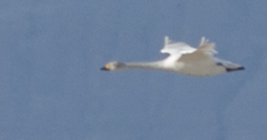 Cygnus columbianus bewickii